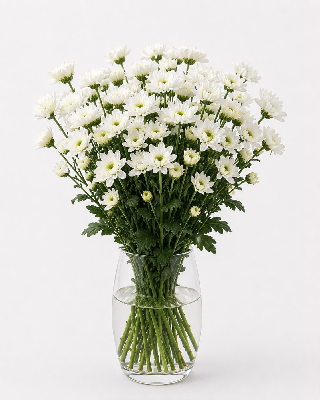BUNGA ASTER